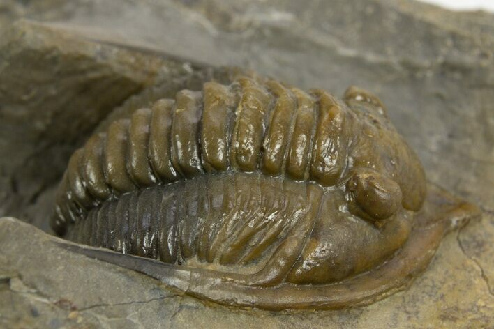 Multi-Toned Diademaproetus Trilobite - Ofaten, Morocco #310521